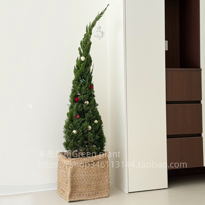 龙柏松树盆景圣诞树真树装饰摆件客厅高级感松柏云杉大型落地绿植,鲜花速递/花卉仿真/绿植园艺,大型绿植/成品组合盆栽,淘宝优惠券,粉丝福利购,淘宝优惠卷