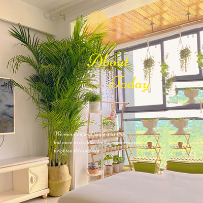 散尾葵大型绿植送货上门净化空气