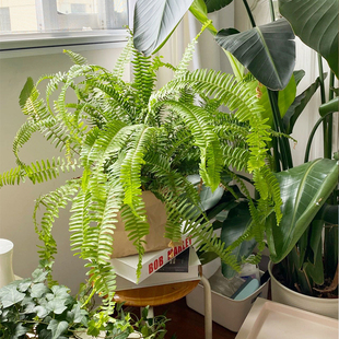 波斯顿蕨盆栽绿植室内好养桌面办公室摆件观叶阳台庭院蕨类植物