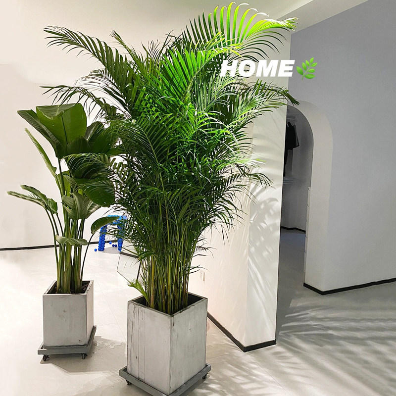 散尾葵大型盆栽卧室阳台北欧高绿植室内客厅好养懒人植物四季常青,鲜花速递/花卉仿真/绿植园艺,大型绿植/成品组合盆栽,淘宝优惠券,粉丝福利购,淘宝优惠卷