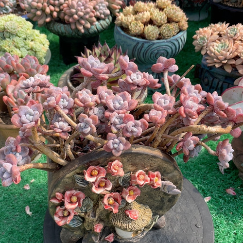 克洛伊