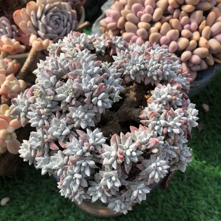 韩版丸叶白菊整桩无砍大群老桩多头精控白菊老桩带盆发货一物一拍