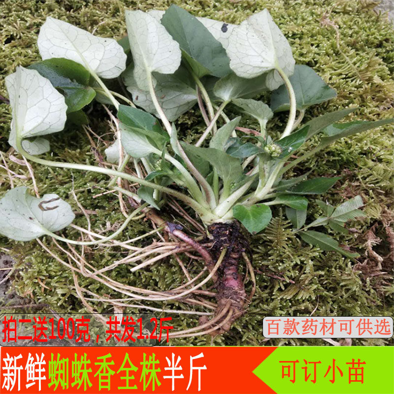 贵州山里蜘蛛香整株根茎叶半斤现挖新鲜马蹄香缬草养心莲老虎七