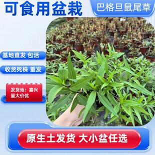 佩兰芳香植物庭院盆栽地栽种植可食用四季易活新鲜佩兰芳香植物