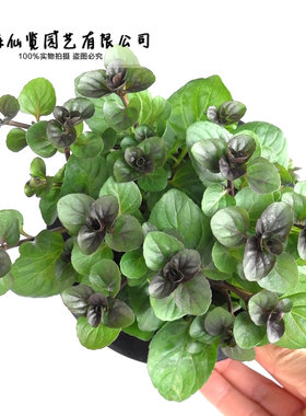 mint巧克力薄荷盆栽芳香植物