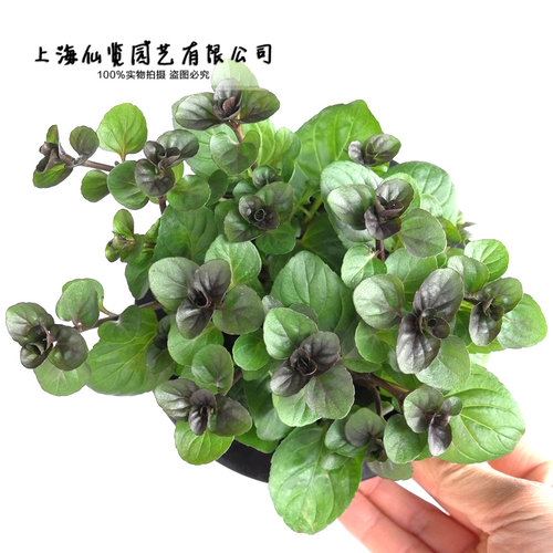 mint巧克力薄荷盆栽芳香植物