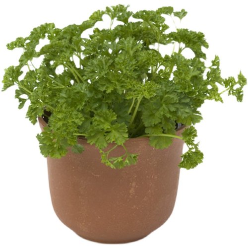 欧芹阳台食用可以吃的香草植物