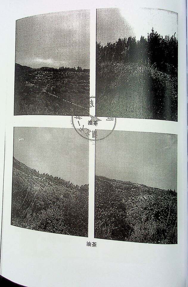 变卖随州市曾都区淅河镇府君山村面积3238亩林权、森林资源