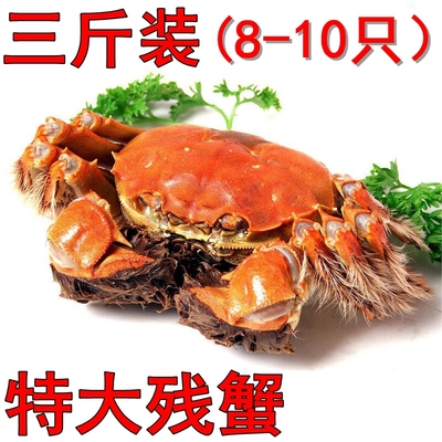 正宗高淳固城湖大闸蟹残次蟹现货鲜活螃蟹大残蟹螃蟹鲜活 大闸蟹