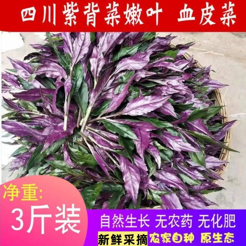 四川血皮菜优品纯紫色观音紫背菜新鲜蔬菜嫩下单现摘3斤装包邮