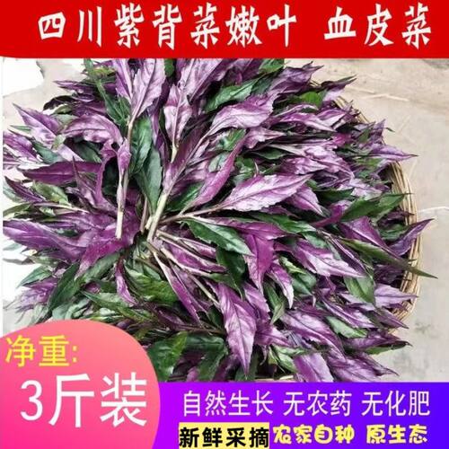 四川优品纯紫色血皮菜新鲜蔬菜