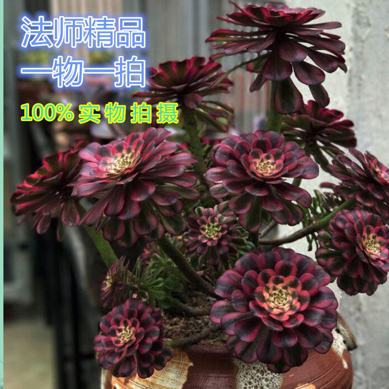 多肉法师系列一物一拍精品老桩铜多肉植物