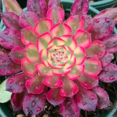 法师系列多肉植物红覆轮锦艳日伞灿烂紫羊绒铜壶绿植花卉组合盆栽