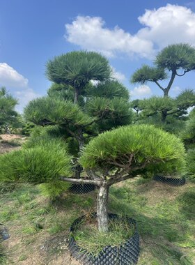 造型黑松树庭院黑松别墅工程园林绿化迎客松四季常青日本黑松风景