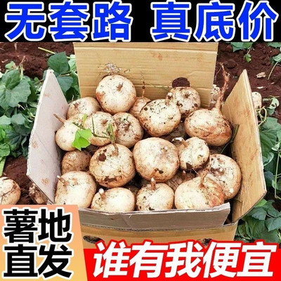 凉薯新鲜现挖白地瓜萝卜农家特产清甜水果沙葛土番薯9斤大小包邮