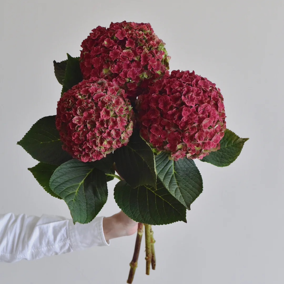 AAA级秋色绣球红秋可做干花