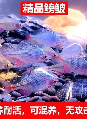 好养淡水观赏鱼鳑鲏鱼七彩旁皮除藻冷水鱼活体小型鱼苗原生群游鱼