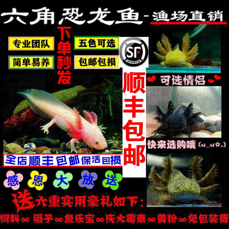 六角恐龙鱼价格 六角恐龙鱼图片 星期三 六角恐龙鱼价格 六角恐龙鱼图片 星期三