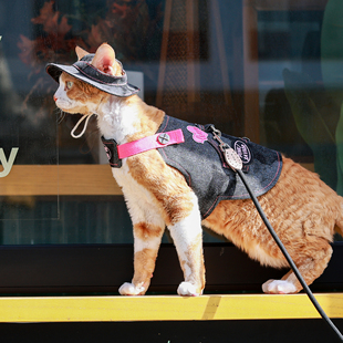 任发财辣妹黑粉胸背带牵引绳德文猫衣服无毛猫背心