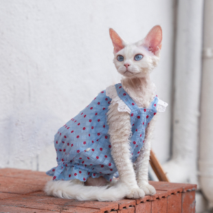 南瓜宝宝吊带裙纯棉背心德文猫衣服斯芬克斯无毛猫阿比
