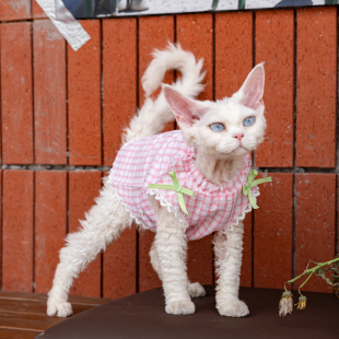 粉格少女花边裙纯棉德文猫衣服斯芬克斯无毛猫阿比