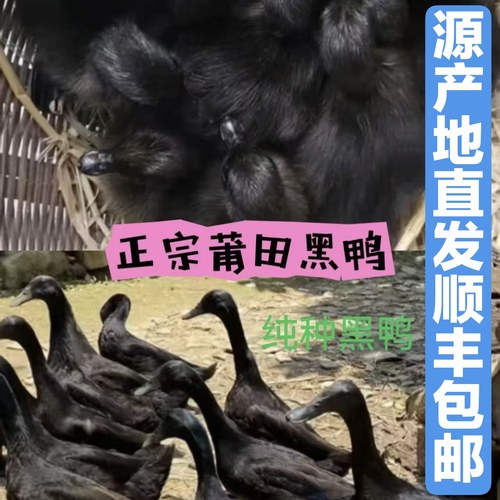正宗莆田黑鸭水鸭黑壳蛋旱鸭