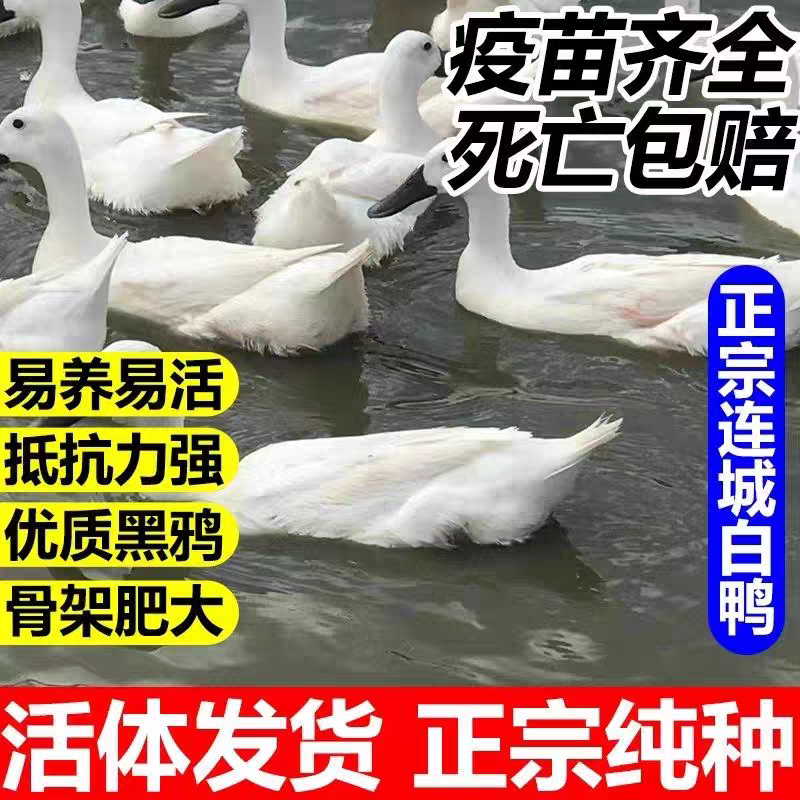 正宗龙岩连城白鹭鸭250g散养产蛋水鸭药用鸭麻鸭活体活苗顺丰包邮