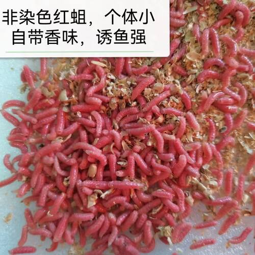活饵钓鱼红蛆虫新鲜鲜活溪流石斑鱼野钓马口白条公鱼鲫鱼饵料牙子