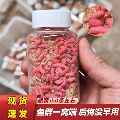 野钓冬钓溪流新鲜鲜活蛆虫活饵马口白条公鱼石斑鱼鲫鱼鲫鱼饵料