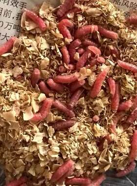 新货溪流鲜活红蛆虫石斑鱼马口白条鲫鱼野钓绝杀盒装饵料红蛆2024