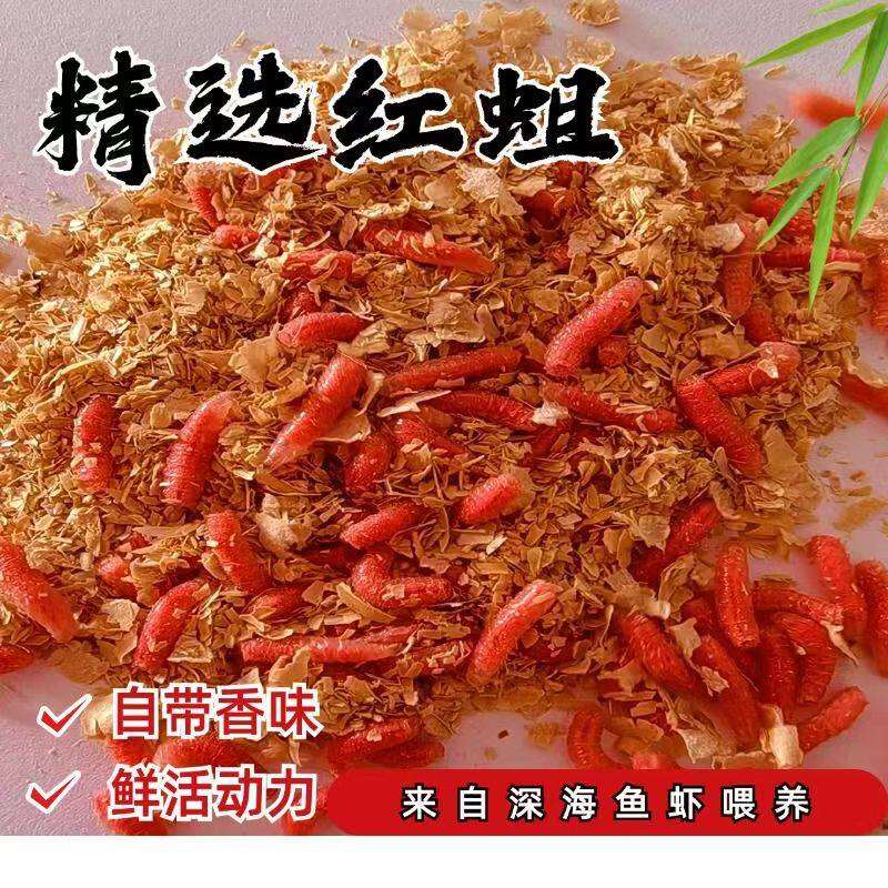 【快递极速】红蛆虫活虫苍鱼饵钓鱼活体饵肉蛆鲫鱼红虫新鲜红蛆虫