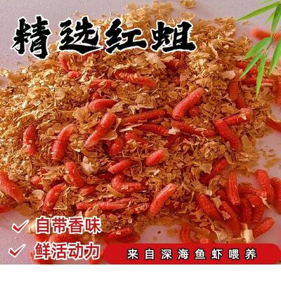 【快递极速】红蛆虫活虫苍鱼饵钓鱼活体饵肉蛆鲫鱼红虫新鲜红蛆虫