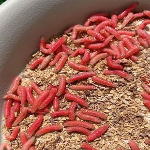 野钓鲫鱼马口白条溪流饵料牙新鲜钓鱼鲜活红蛆虫活饵石斑鱼公鱼