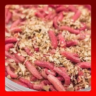 马口白条鲫鱼钓鱼饵料牙子新鲜鲜活红蛆虫活饵溪流野钓公鱼石斑鱼