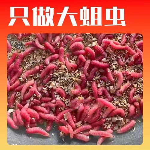 新鲜溪流蛆虫鲜活钓鱼活饵石斑鱼马口野钓白条牙子公鱼饵料鲫鱼