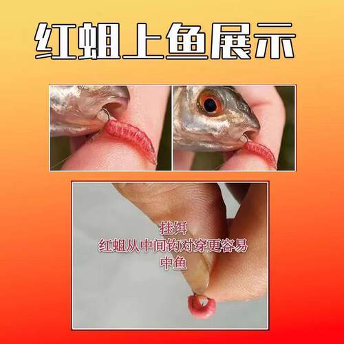 野钓活蛆虫蛆虫活虫鲜活红蛆虫溪流钓石斑鱼马口白条鲫鱼野钓饵料