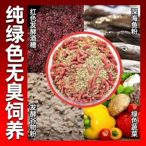 鲜活红蛆虫野钓公鱼钓鱼饵料牙子新鲜活饵溪流石斑鱼马口白条鲫鱼