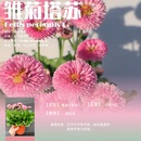 雏菊塔苏粉色时令草本花卉盆栽3月 6月开花室内外观花卉