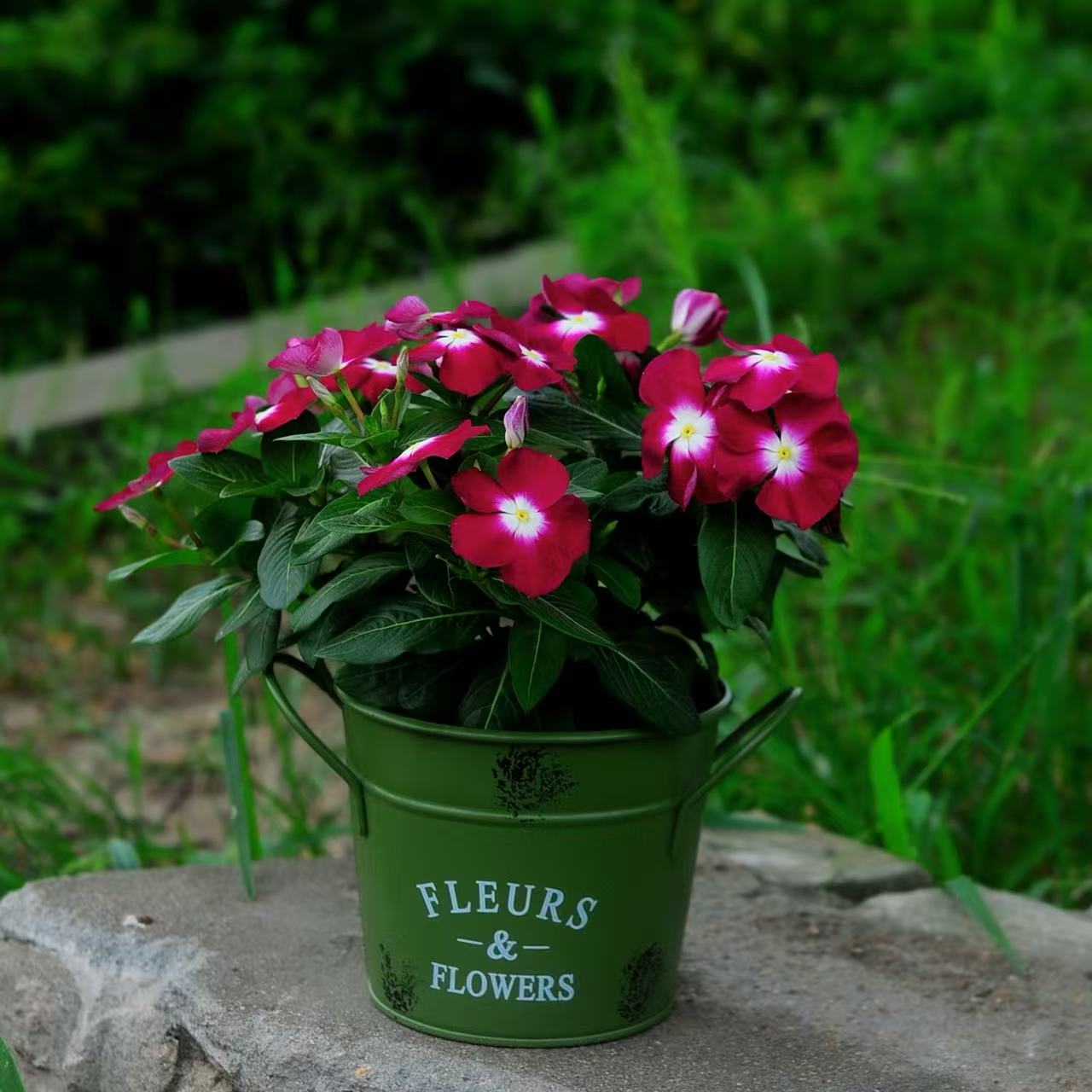 长春花盆栽铁艺田园风复古美式花盆阳台庭院花卉植物