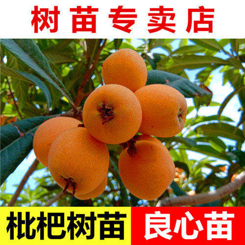 枇杷树苗一棵包邮正宗嫁接