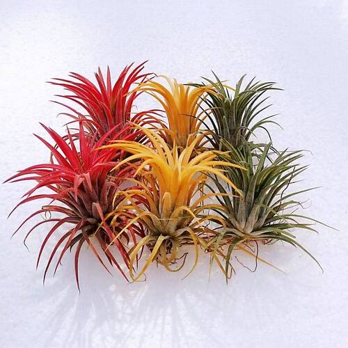 特价福利红黄绿三种颜色小精灵室内办公室好养好管理懒人植物