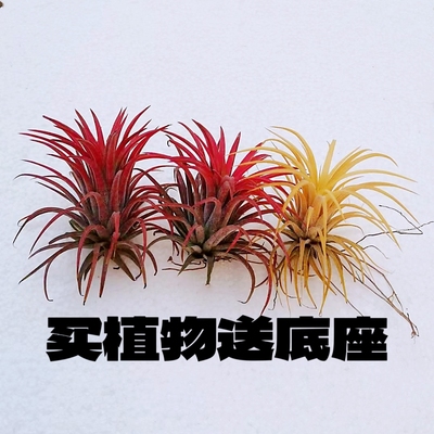 空气凤梨无土植物红黄绿三种颜色小精灵室内办公室好养好管理