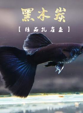 木炭黑孔雀鱼缎带大C 纯种精品耐活观赏鱼热带鱼好养活易观赏鱼
