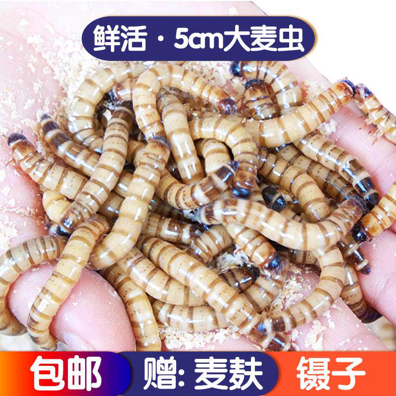 大麦虫活虫大号面包虫守宫龙鱼鱼特色爬宠/鸣虫