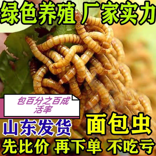 面包虫活体 黄粉虫活虫鹦鹉鱼金龙鱼乌龟画眉鸟石蛙饲料包邮