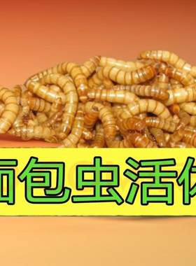 黄粉虫面包虫活虫活体幼虫子金龙鱼蝎子乌龟画眉鸟食石蛙饲料包邮