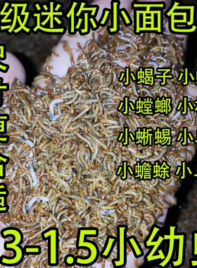 面包虫黄粉虫小虫3毫米8毫米活体包邮包活蜥蜴龙鱼龟蛙蝎子开口虫