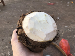 南雄农家自种本地大芋头粤北韶关客家可酿豆腐粉糯新鲜芋头丝