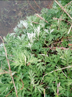 新鲜艾叶生艾叶干新鲜艾草野生