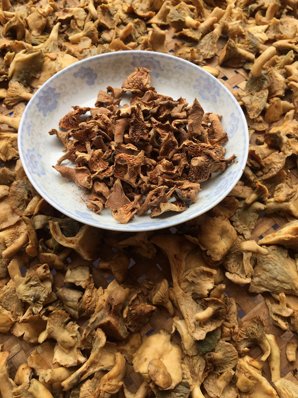 新鲜干货枞树寒菌铜绿松乳菇